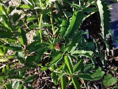 Sanguisorba officinalis