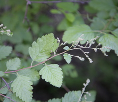 Holodiscus discolor discolor