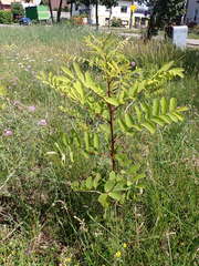 Robinia pseudoacacia