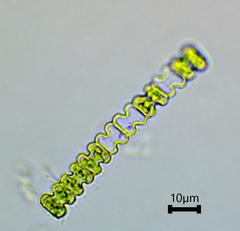 Desmidiaceae