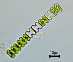 Desmidiaceae