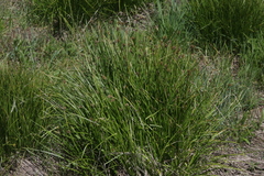 Carex athrostachya