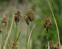 Carex athrostachya