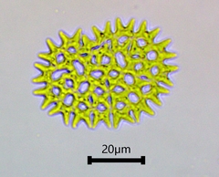 Pediastrum