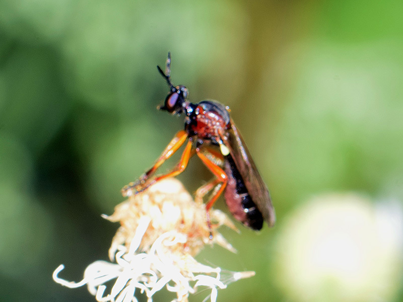 Dioctria rufithorax