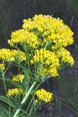 Senecio serra
