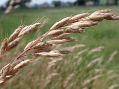 Bromus hordeaceus