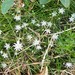 Stellaria fennica - Photo (c) Anzhelika Teptina, some rights reserved (CC BY-NC), uploaded by Anzhelika Teptina