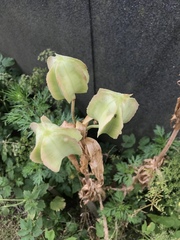 Lilieae
