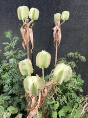 Lilieae