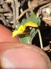 Viola pinetorum