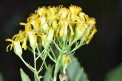 Senecio serra