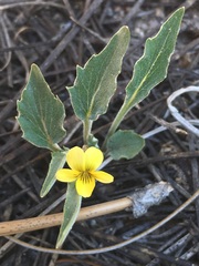 Viola pinetorum