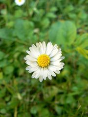 Bellis perennis