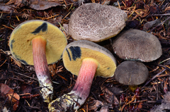 Xerocomellus mendocinensis