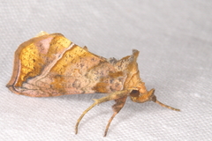 Pseudeva purpurigera