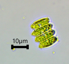 Scenedesmaceae