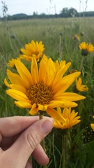 Wyethia angustifolia