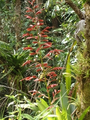 Vriesea elata