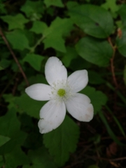 Anemonastrum deltoideum