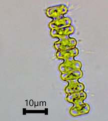 Desmidiaceae