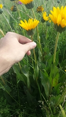 Wyethia angustifolia