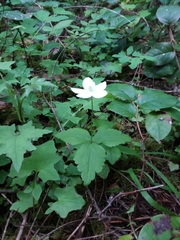 Anemonastrum deltoideum
