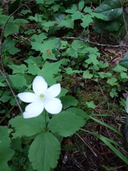 Anemonastrum deltoideum