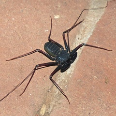 Paraphrynus carolynae