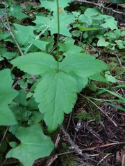 Anemonastrum deltoideum