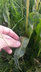 Wyethia angustifolia