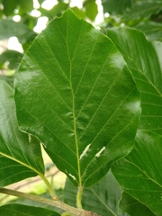 Aceria nervisequa