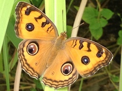 Junonia almana