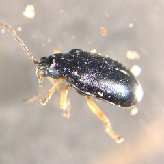 Lysathia ludoviciana