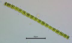 Desmidiaceae