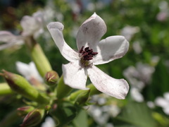 Microbotryum saponariae