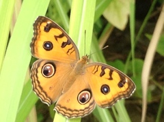 Junonia almana