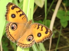 Junonia almana