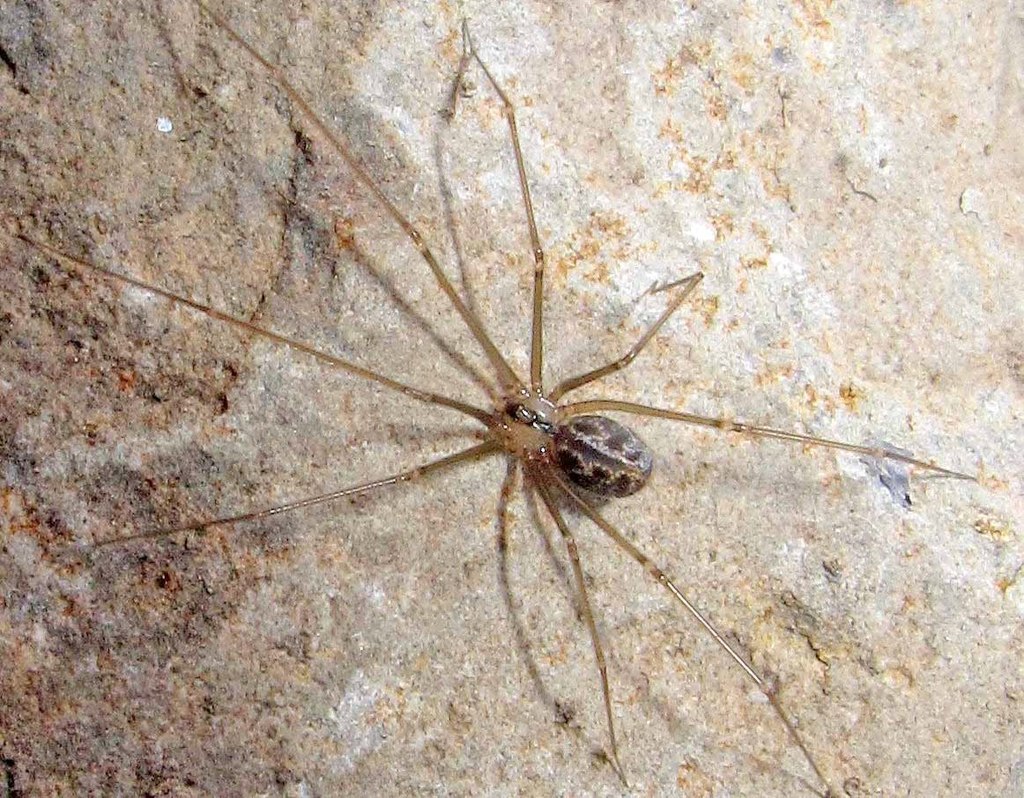 Northwestern Cellar Spider