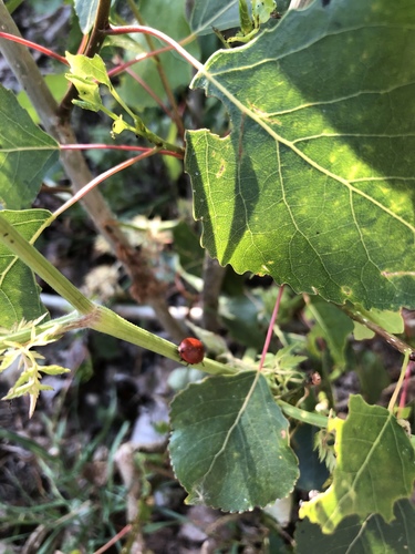 Poplar Leaf Beetle, Nijmegen, Gelderland, NL, photo 9 of 10