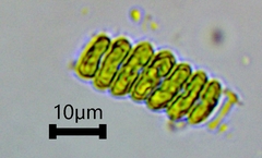 Scenedesmaceae