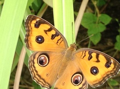 Junonia almana