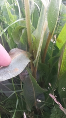 Wyethia angustifolia