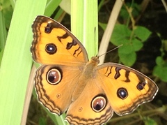 Junonia almana
