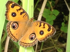 Junonia almana