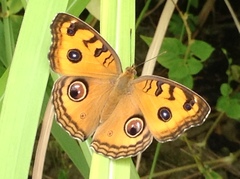 Junonia almana