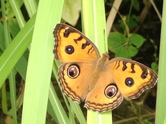 Junonia almana