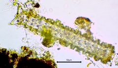 Triploceras verticillatum