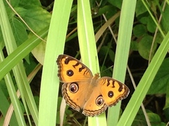 Junonia almana