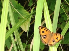 Junonia almana